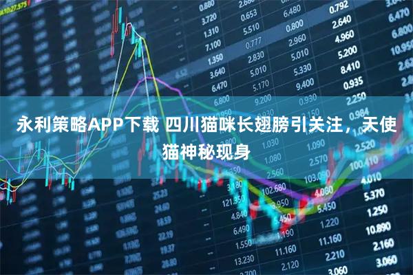 永利策略APP下载 四川猫咪长翅膀引关注，天使猫神秘现身